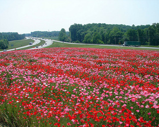 6436544517_24de535559_n