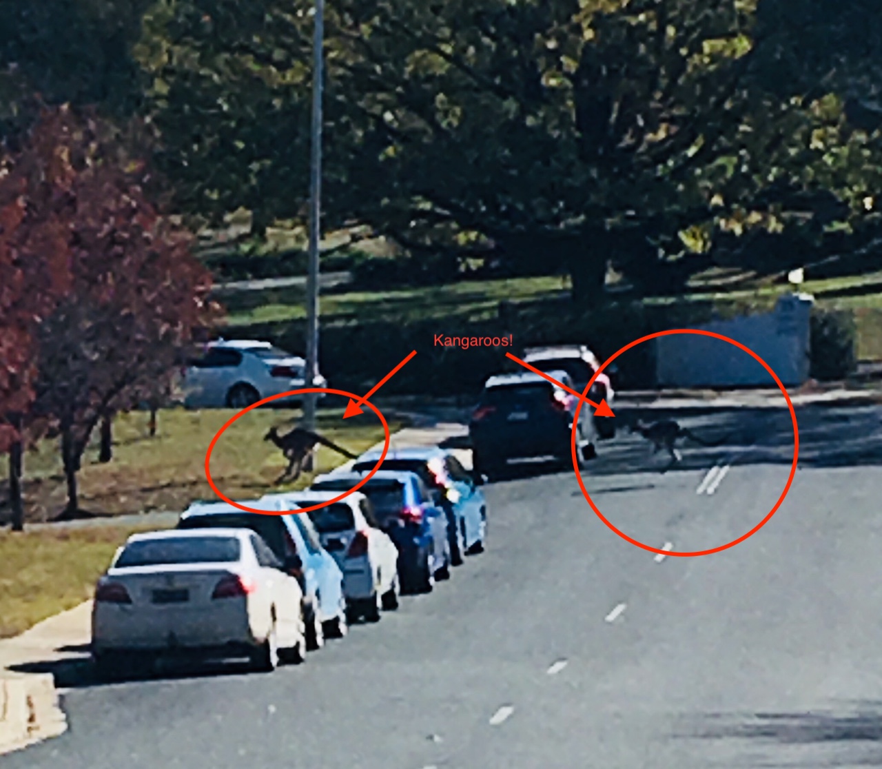 Kangaroos at the Embassy