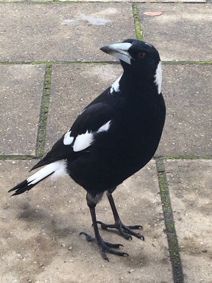 Feathery the Magpie
